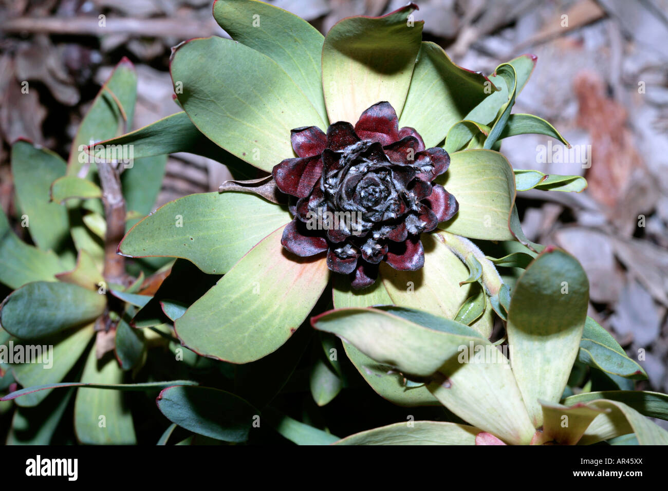 Toffee-apple/Spicy Female Conebush-Leucadendron tinctum-Family Proteaceae-group Sun Conebushes Stock Photo