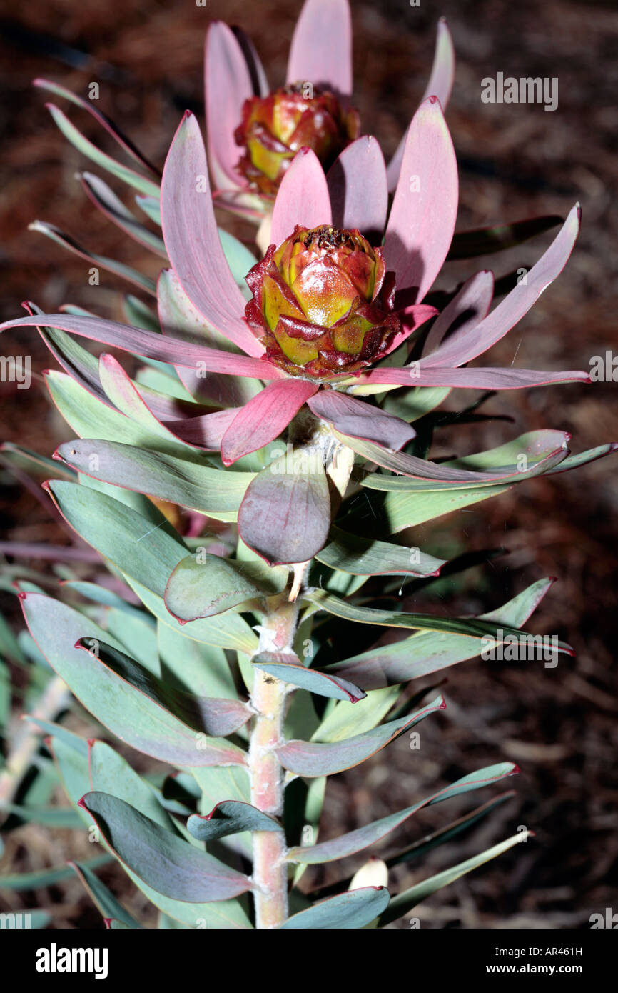 Toffee-apple/Spicy Conebush-Leucadendron tinctum-Family Proteaceae-group Sun Conebushes Stock Photo