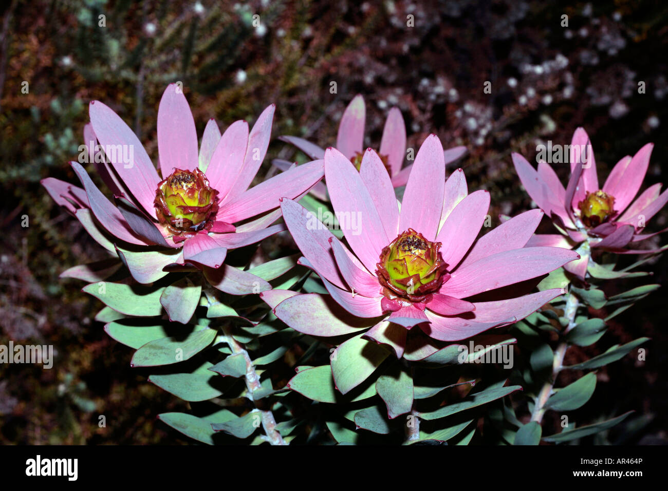 Toffee-apple/Spicy Conebush-Leucadendron tinctum-Family Proteaceae-group Sun Conebushes Stock Photo