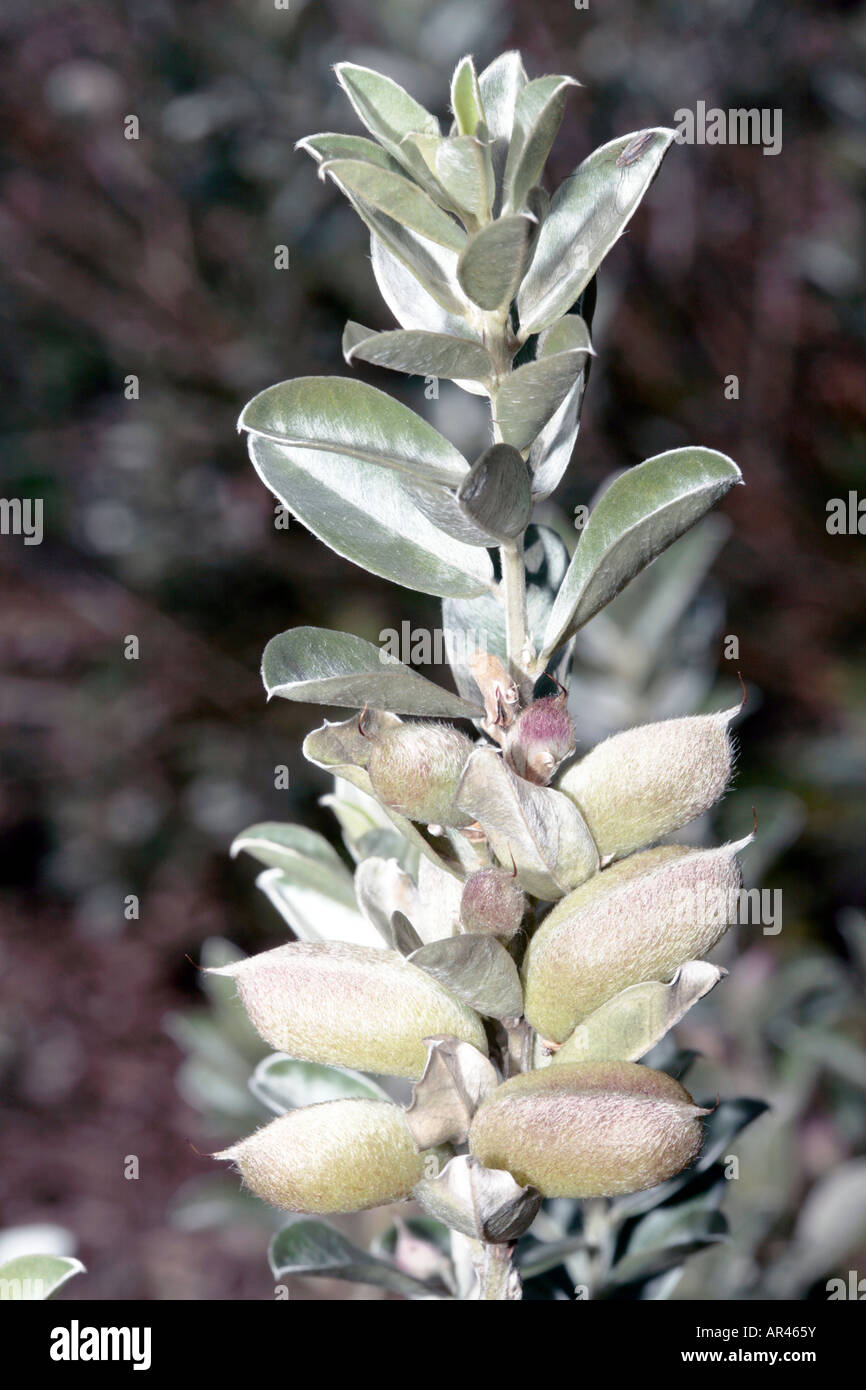 Lesser Bush Sweet Pea/Silver Bush Sweet Pea seed pods-Podalyria sericea-Family Leguminosae Stock Photo