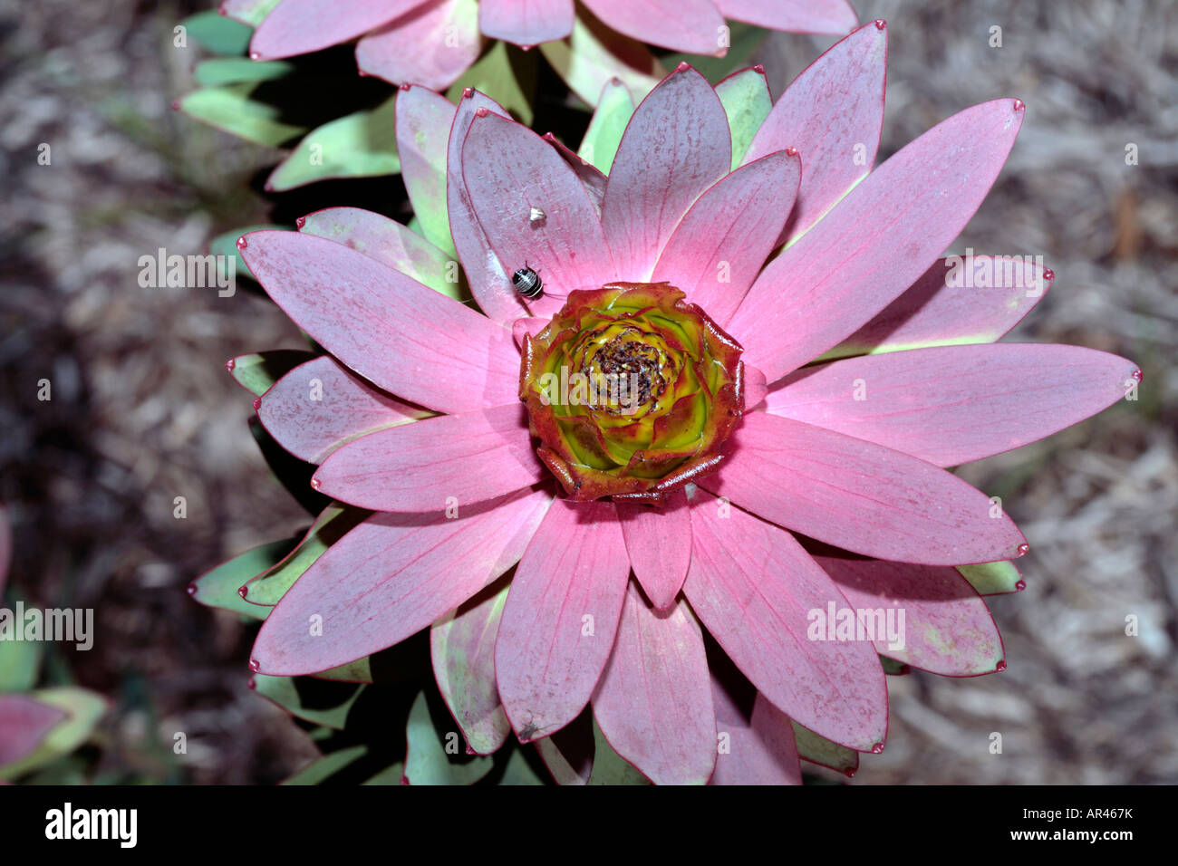 Toffee-apple/Spicy Conebush-Leucadendron tinctum-Family Proteaceae-group Sun Conebushes Stock Photo