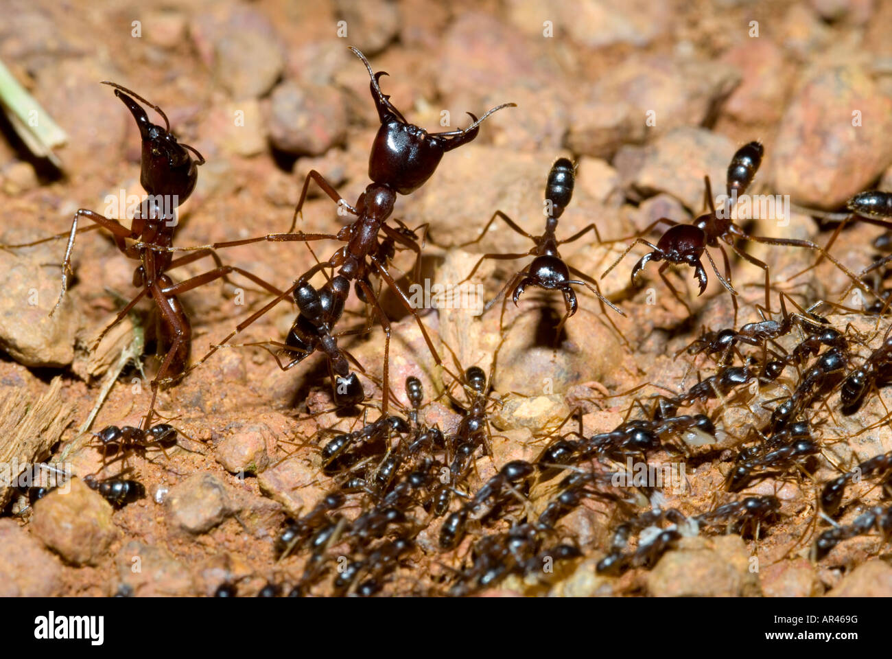 'DRIVER ANT' ant soldier Dorylus sp. Stock Photo