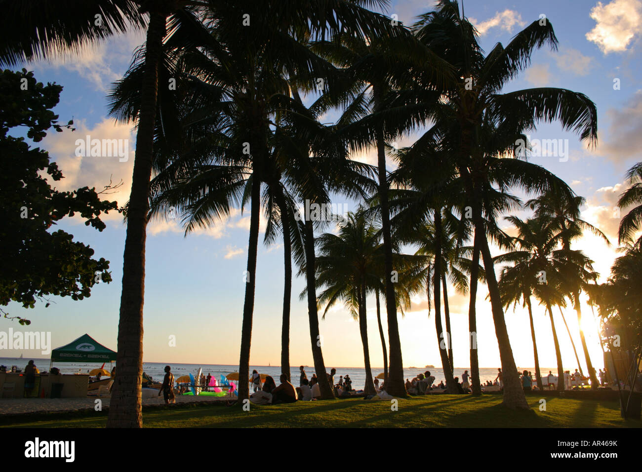 Waikiki beach palm trees hi-res stock photography and images - Alamy