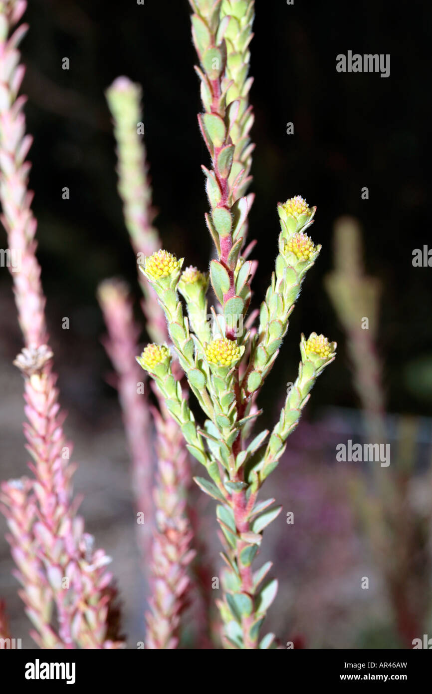 Malmesbury Conebush-Leucadendron thymifolium-Family Proteaceae-group Sandveld Conebushes Stock Photo