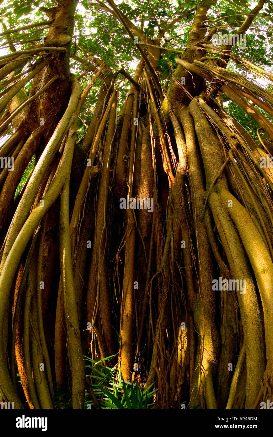 Stilt roots hires stock photography and images Alamy