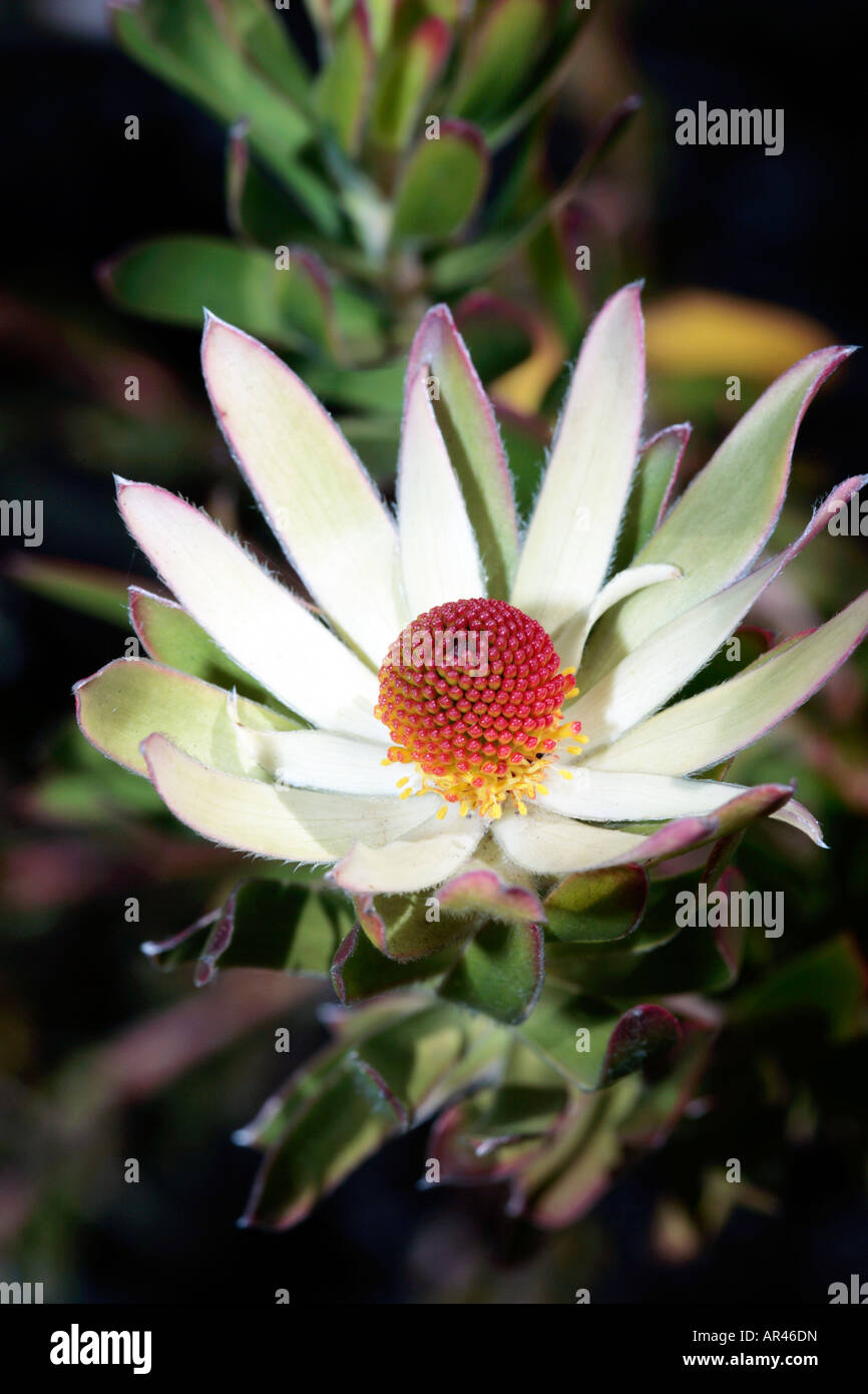 Piketberg Conebush-Leucadendron discolour-Family Proteaceae-group Sandveld Conebushes Stock Photo