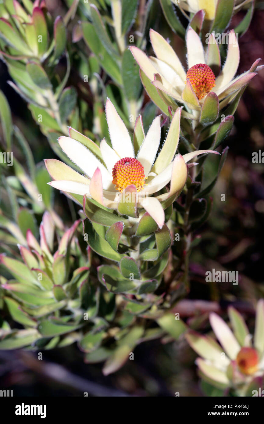 Piketberg Conebush-Leucadendron discolour-Family Proteaceae-group Sandveld Conebushes Stock Photo