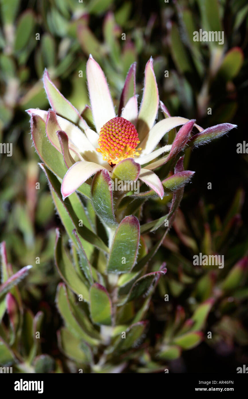 Piketberg Conebush-Leucadendron discolour-Family Proteaceae-group Sandveld Conebushes Stock Photo