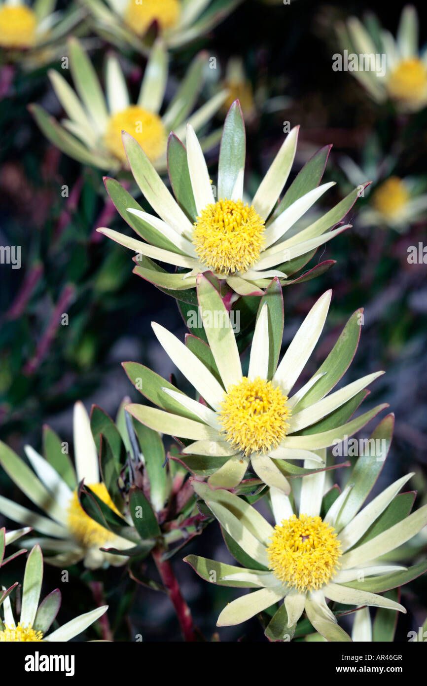 Golden Conebush Male Flowers-Leucadendron laureolum-Family Proteaceae- group Sunshine Conebushes Stock Photo