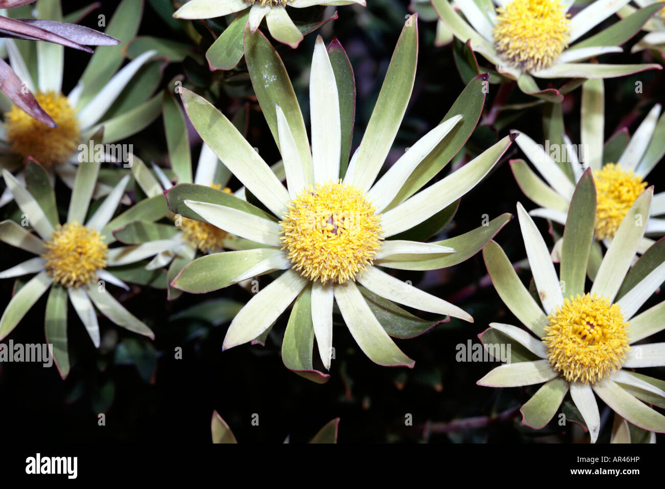 Golden Conebush Male Flowers-Leucadendron laureolum-Family Proteaceae- group Sunshine Conebushes Stock Photo