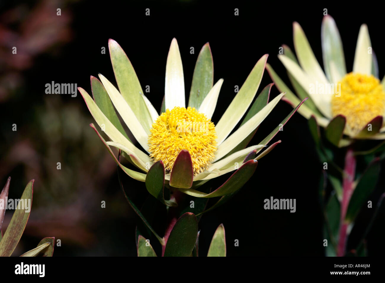 Golden Conebush Male Flowers-Leucadendron laureolum-Family Proteaceae- group Sunshine Conebushes Stock Photo