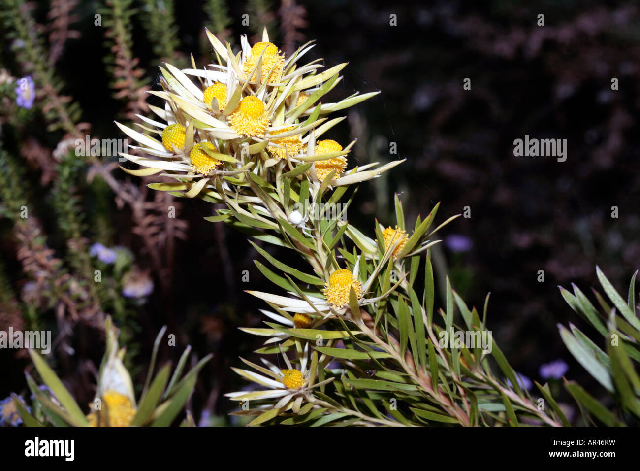 Spearleaf Conebush-Leucadendron spissifolium phillipsi-Family Proteaceae-group Sunshine Conebushes Stock Photo