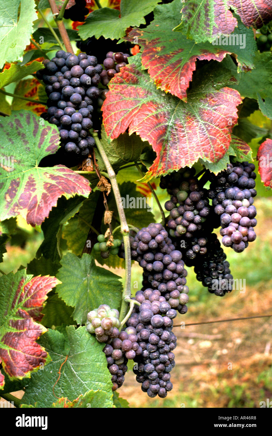 France French Alsace Wine Harvest Agriculture Stock Photo Alamy