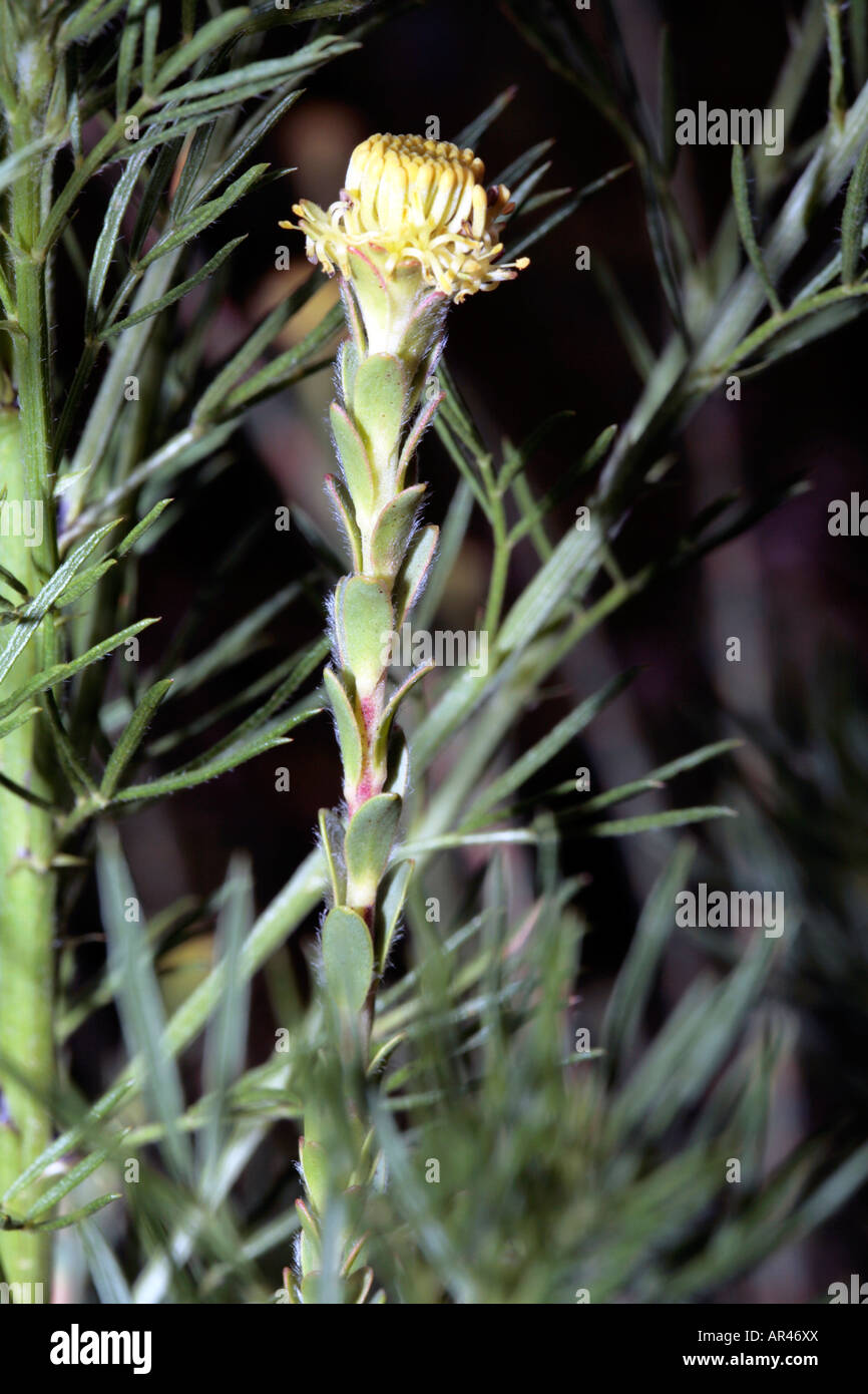 Malmesbury Conebush-Leucadendron thymifolium-Family Proteaceae-group Sandveld Conebushes Stock Photo