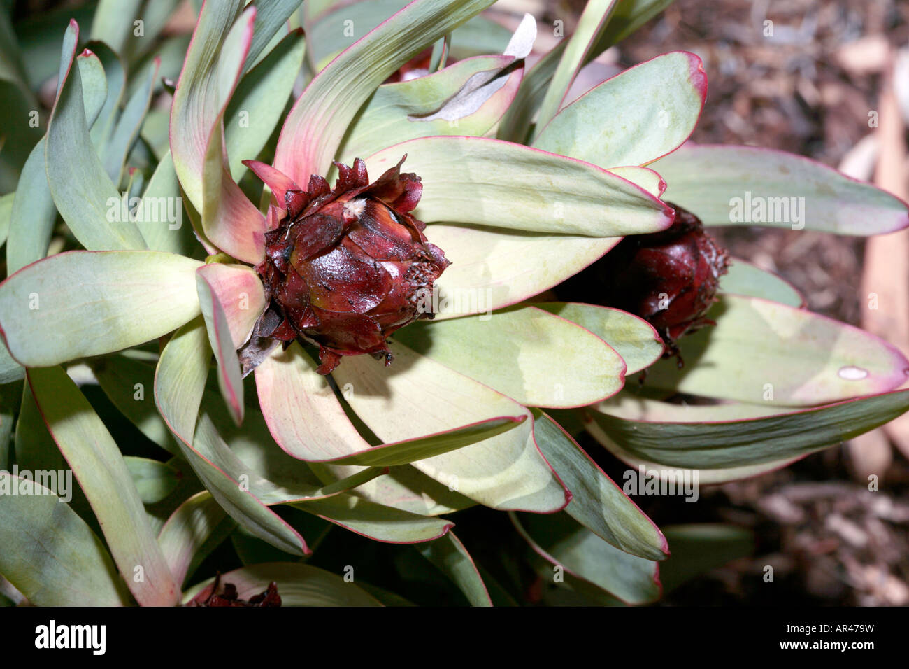 Leucadendron tinctum male flowers - Spicy/Toffee-apple Conebush- group Sun Conebushes-Status Rare Stock Photo