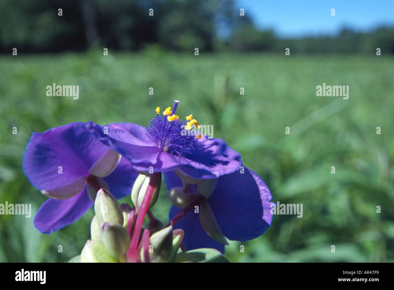 Tradescantia ohiensis hires stock photography and images Alamy