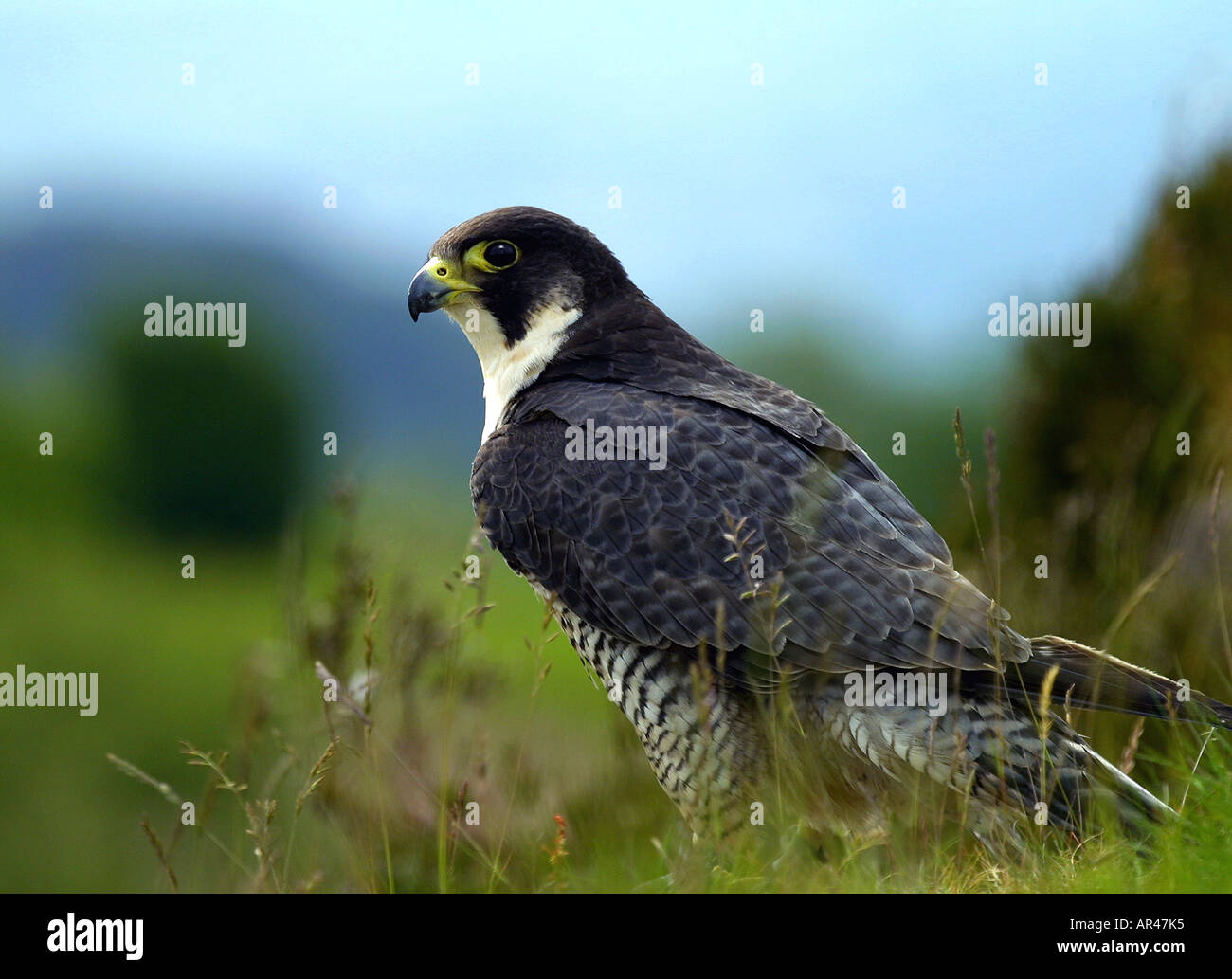 Peregrine Falcon Rare hunter grey birds raptor Stock Photo - Alamy
