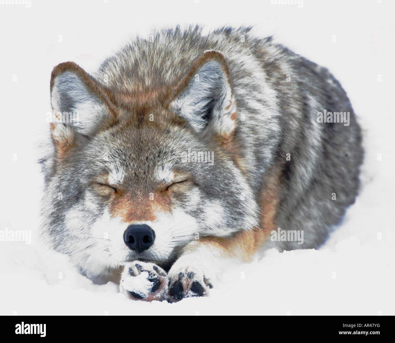 Coyote sleeping head on paws facing viewer Stock Photo Alamy