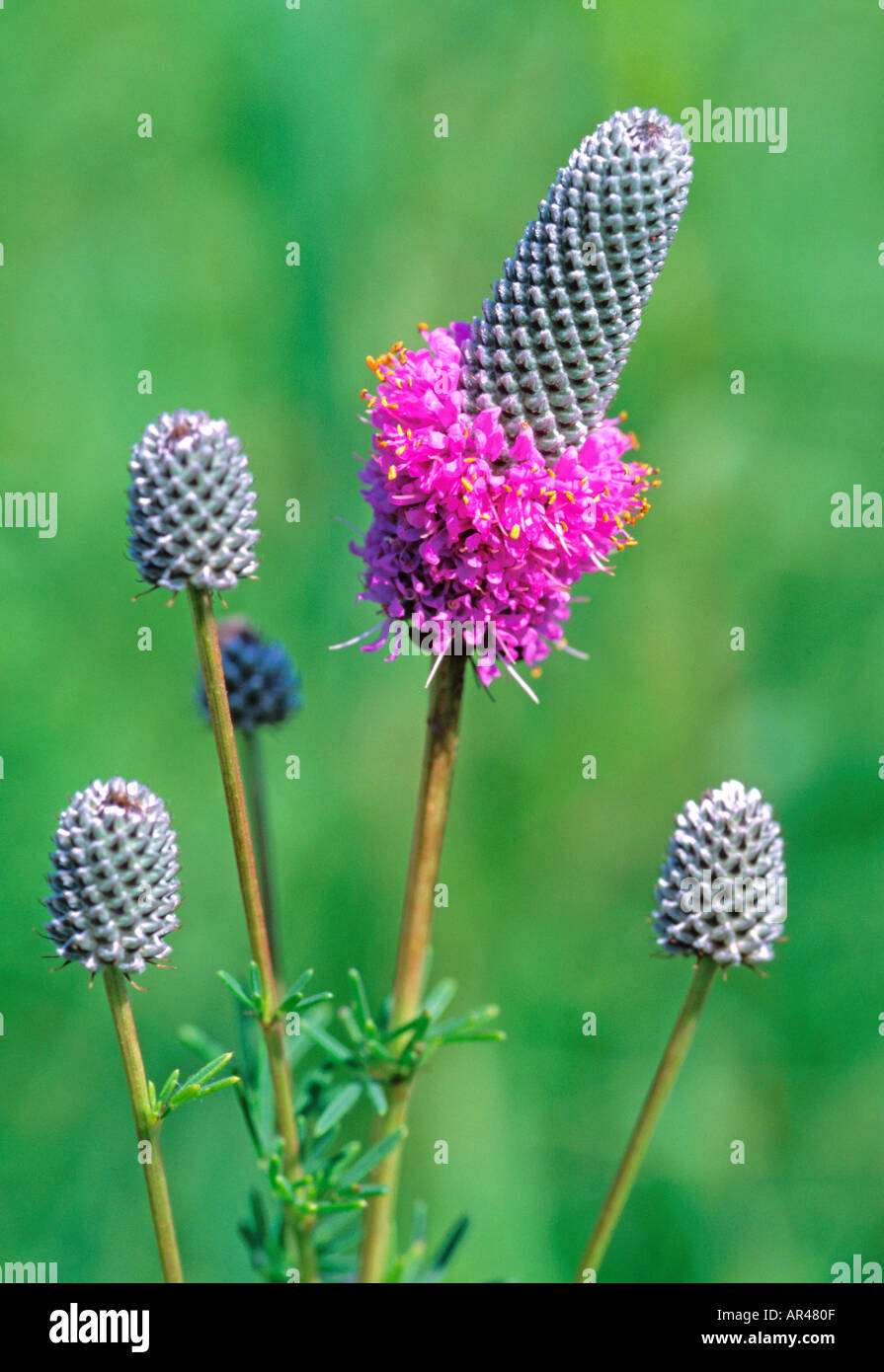 Purple prairie clover (Dalea purpurea) Wolf Road Prairie Cook County Illinois USA Stock Photo