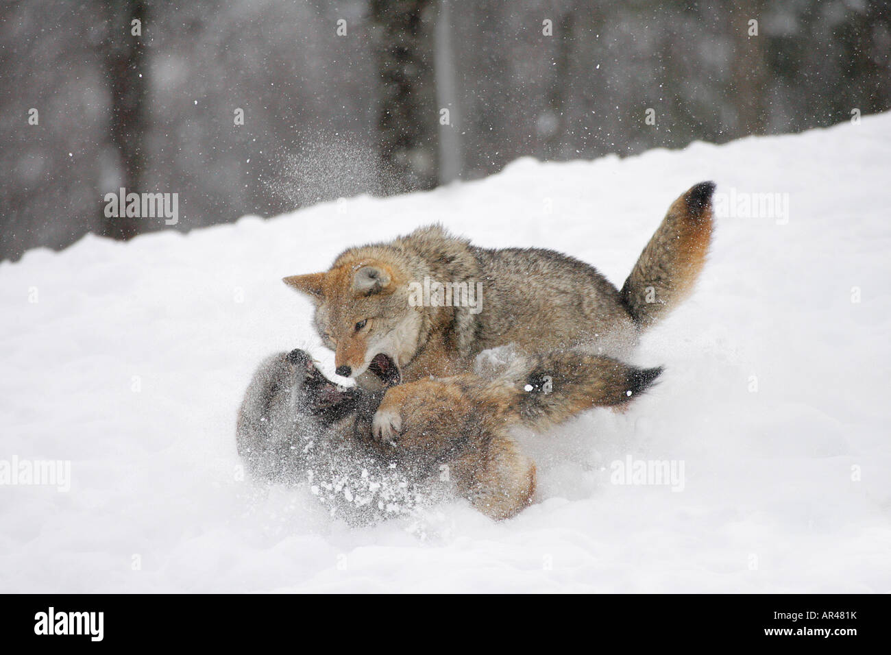 Two Coyotes fighting, teeth bared, snow flying Stock Photo
