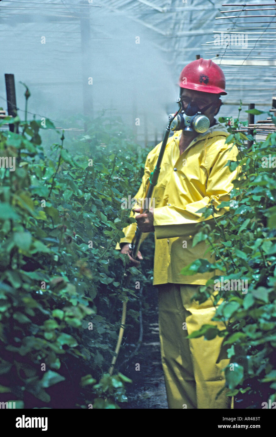 Spray pesticide on roses California Stock Photo Alamy