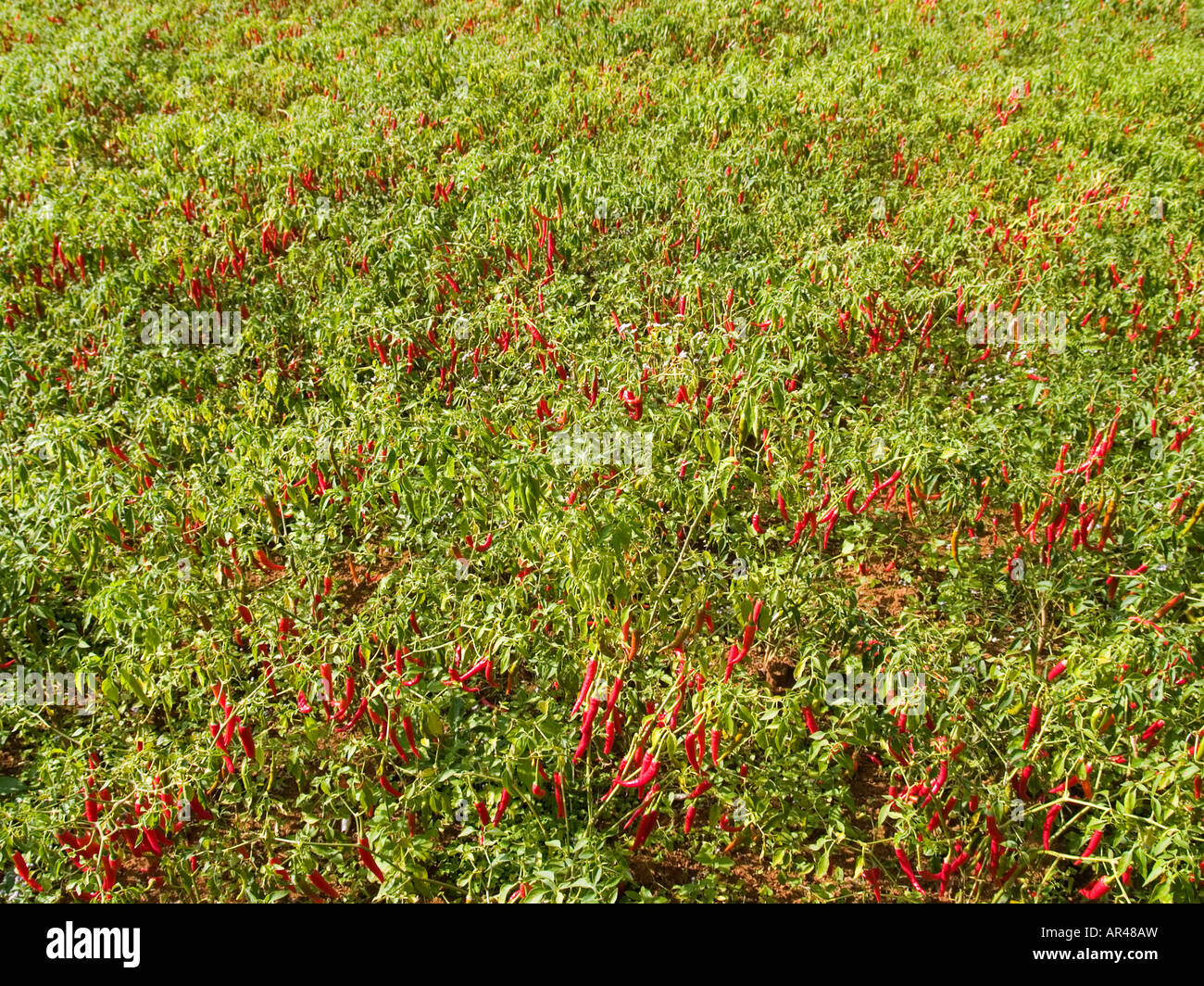 chili peppers growing around Inle Lake in Burma Stock Photo