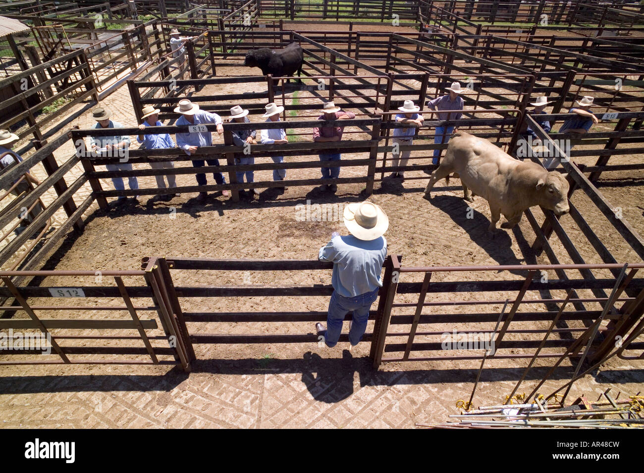 Australian cattle auction Stock Photo Alamy