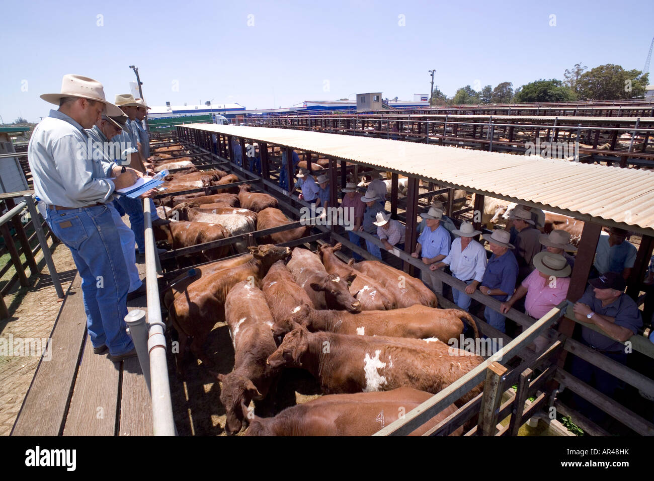 Cattle auction pen hires stock photography and images Alamy