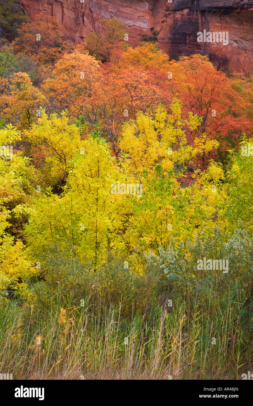 Autumn trees in Zion Canyon Zion National Park Utah Stock Photo Alamy
