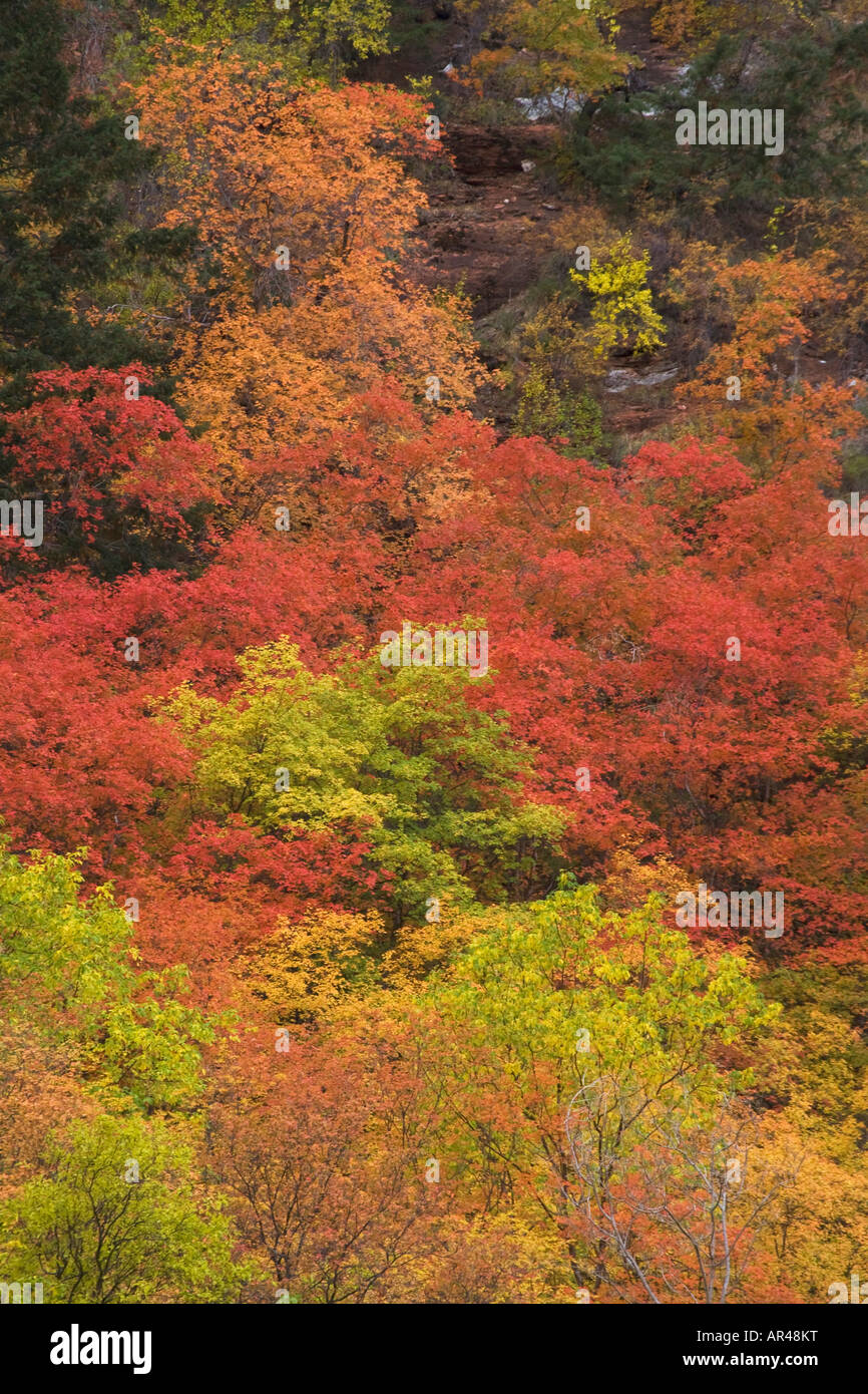 Autumn trees in Zion Canyon Zion National Park Utah Stock Photo Alamy