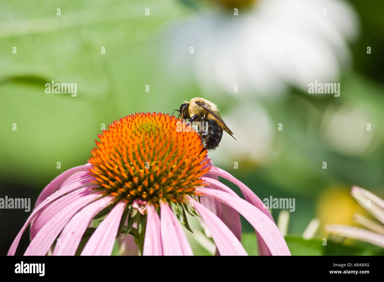 Bee pollinating Echinacea flower Stock Photo