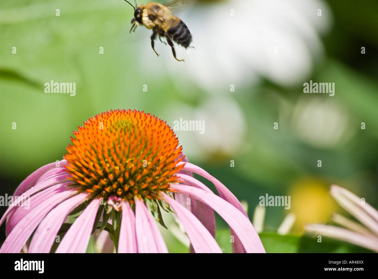 Bee in flight over Echinacea flower Stock Photo