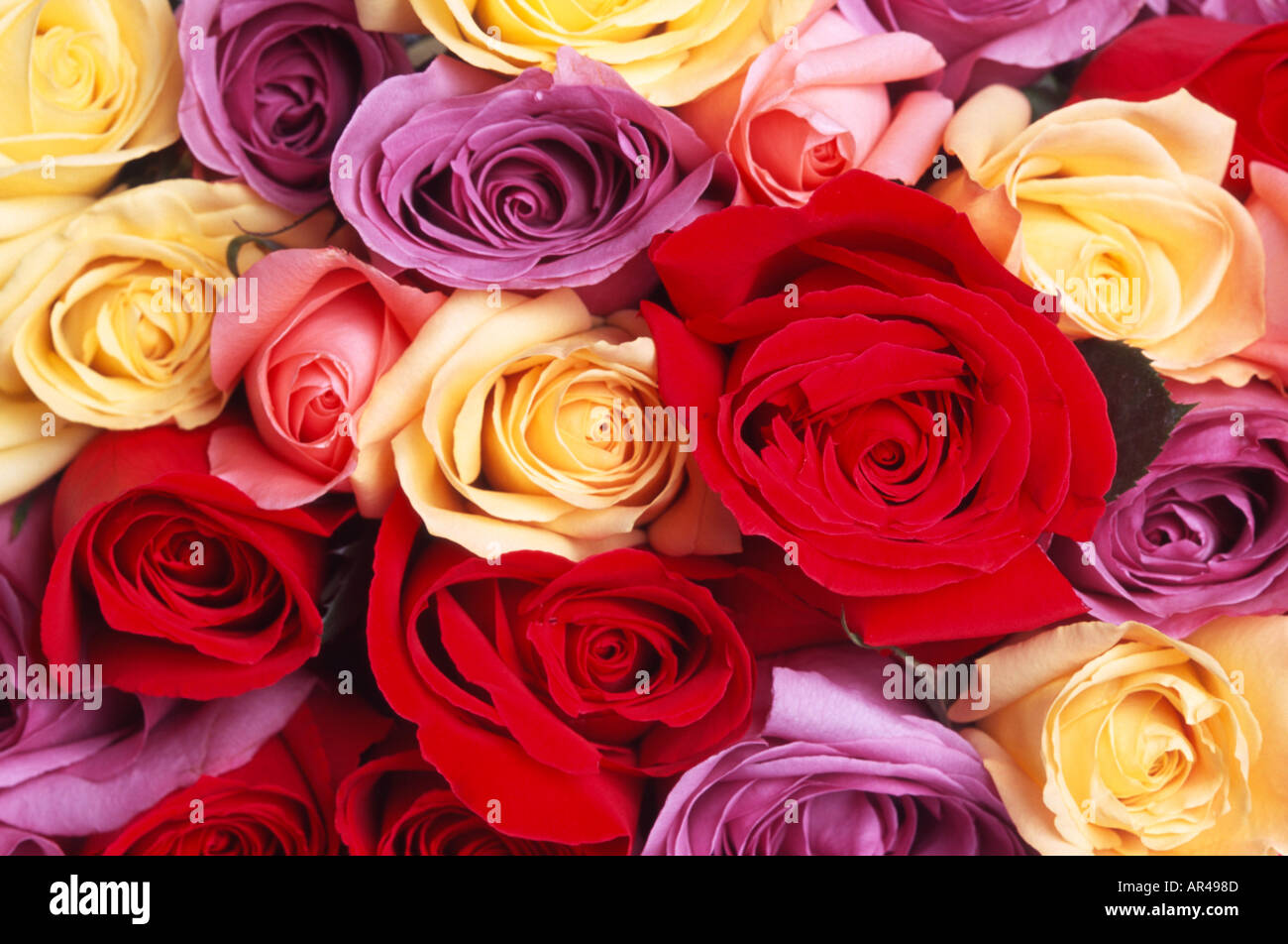 Live Roses Colors Bunch of roses of various colors Stock Photo - Alamy
