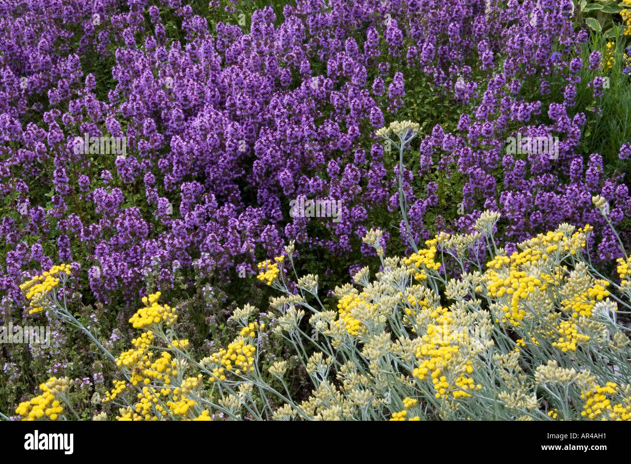 Thyme and curry plant Helichrysum angustifolium in the herb garden Stock Photo