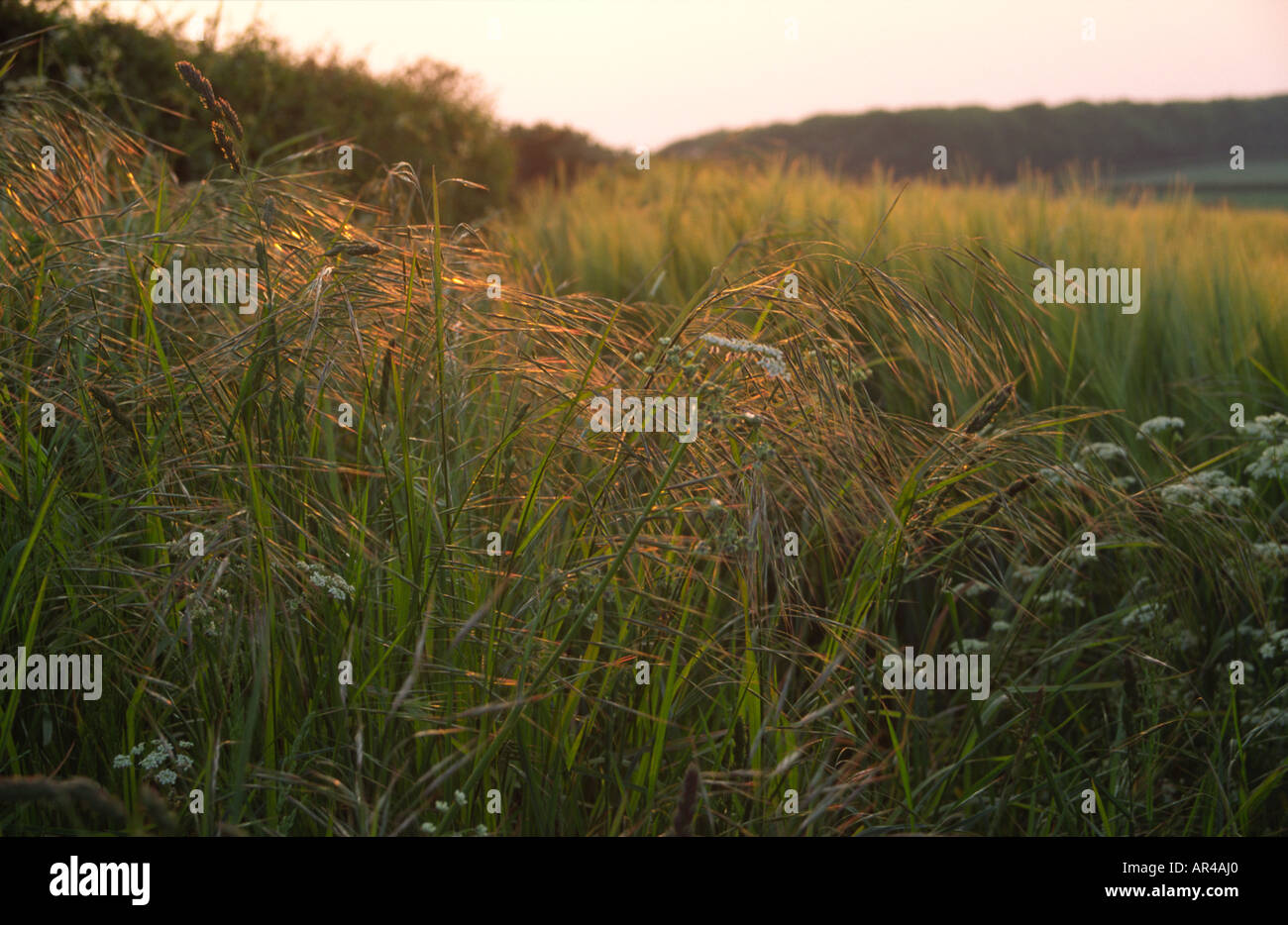 Evening light on grasses Stock Photo