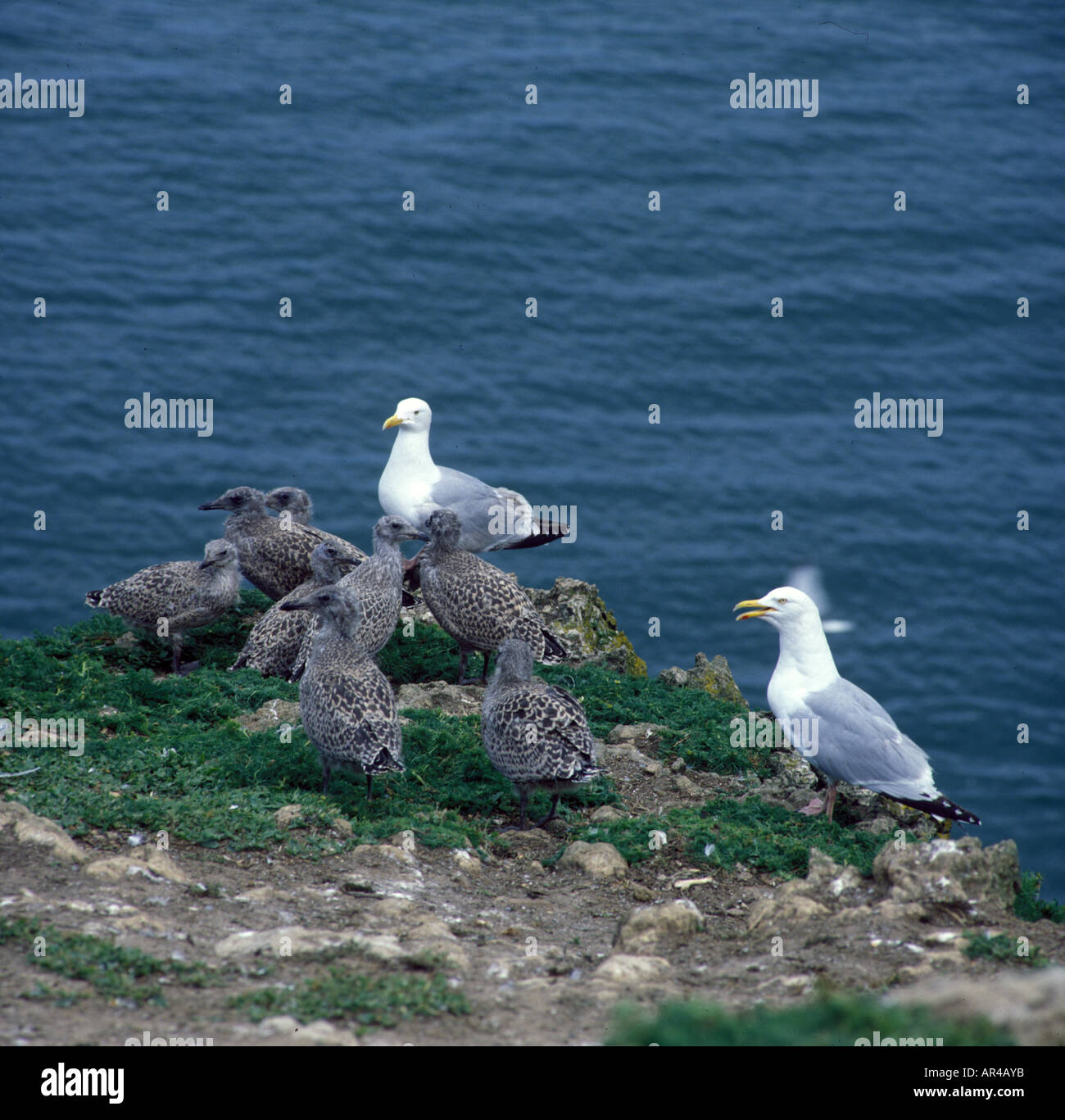 Herring Gull Larus argentatus Two adult with young on cliff top Stock Photo  - Alamy