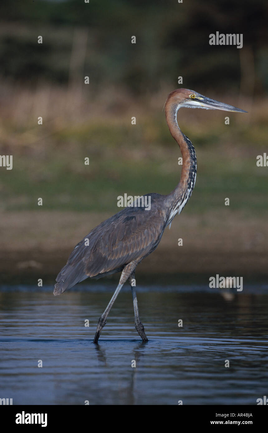 Goliath Heron Ardea Goliath Lake Naivasha Kenya Stock Photo Alamy goliath-heron-ardea-goliath-lake-naivasha-kenya-stock-photo-alamy