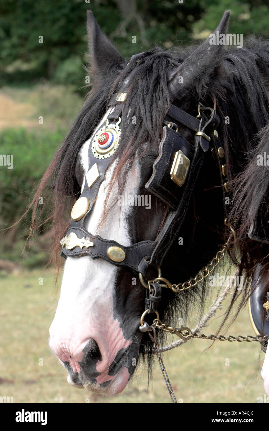 A head shot of a shire horse with brass tack and bridle Stock Photo