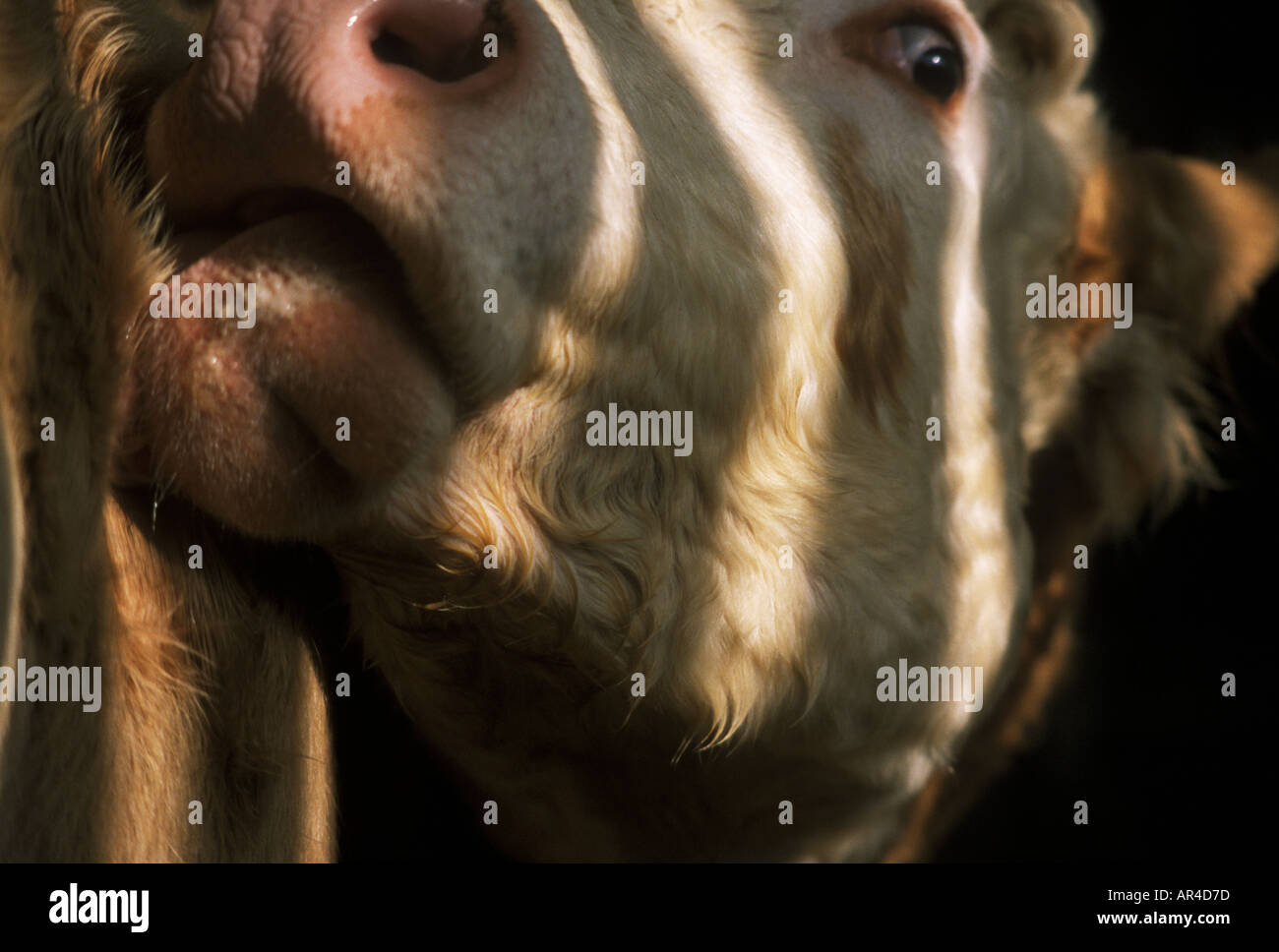 Simmental Cow licking herself Stock Photo Alamy