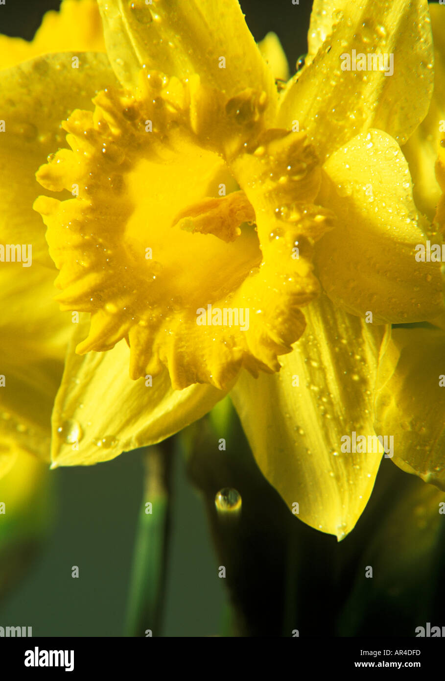 Daffodil with a water droplet falling from it Stock Photo Alamy