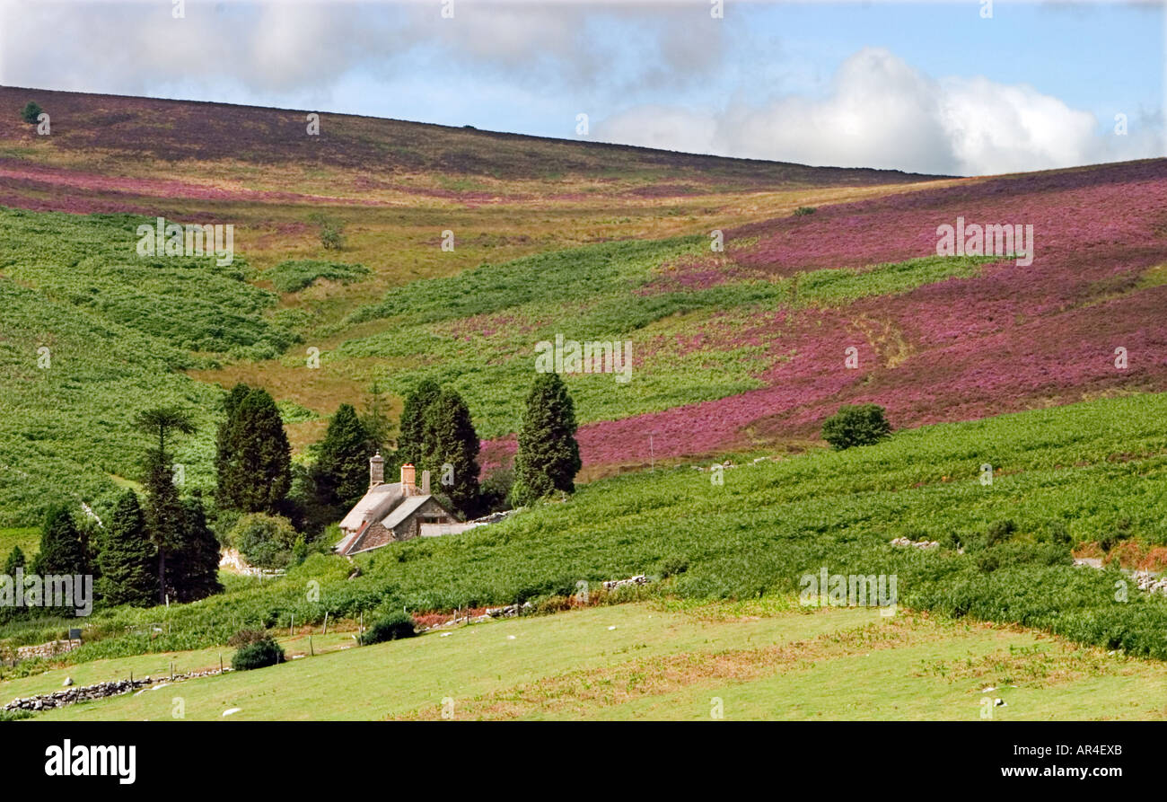 A view across the Devonshire moorland with the heather on the hillside and the cottage nestled in the side of the moor Stock Photo
