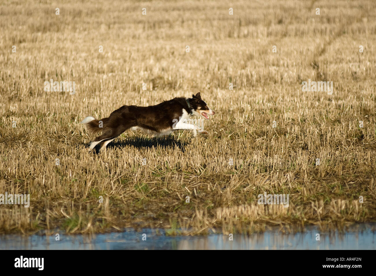 Brown border collie dog running through stubble field Stock Photo