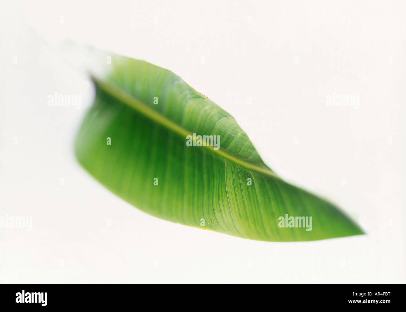 Green leaf Stock Photo