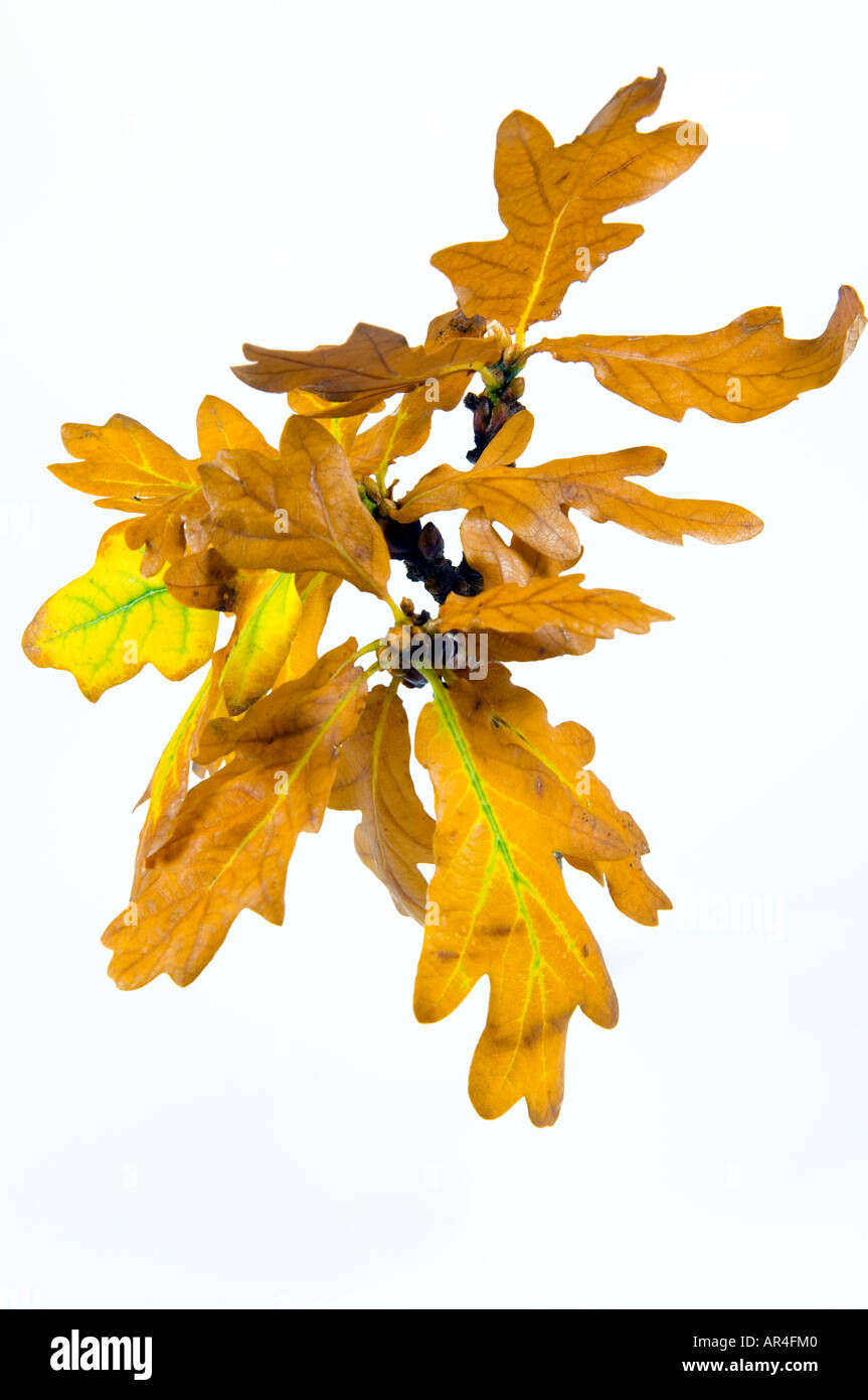 white background of oak tree leaves turning yellow gold during autumn