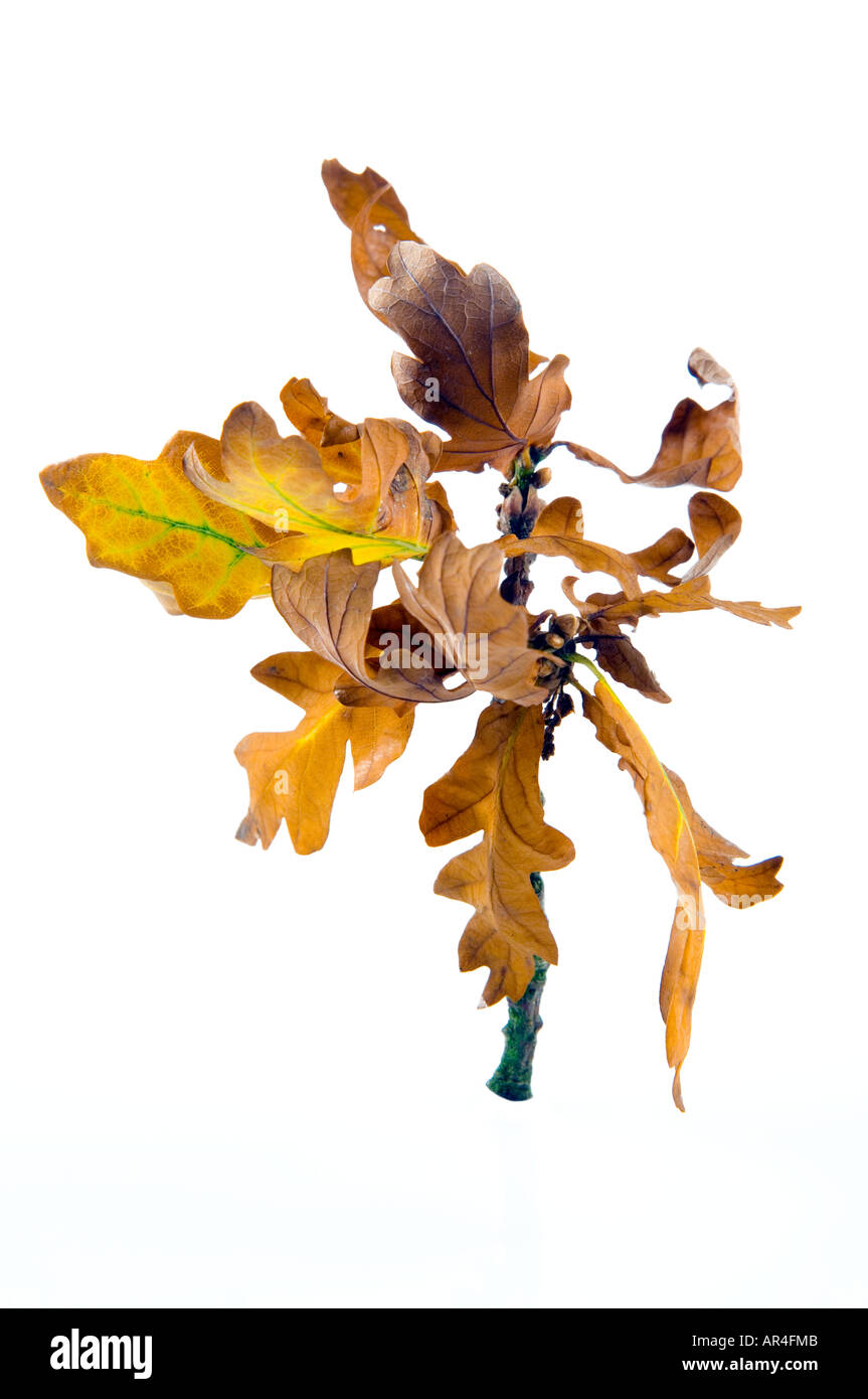 white background of oak tree leaves turning yellow gold during autumn
