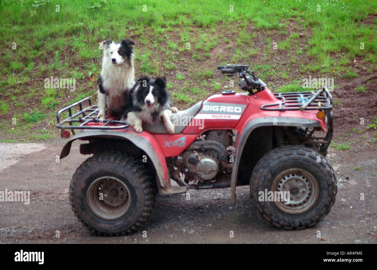 Farming Sheep dogs Bike Dogs Border collies Quad bike Stock Photo Alamy