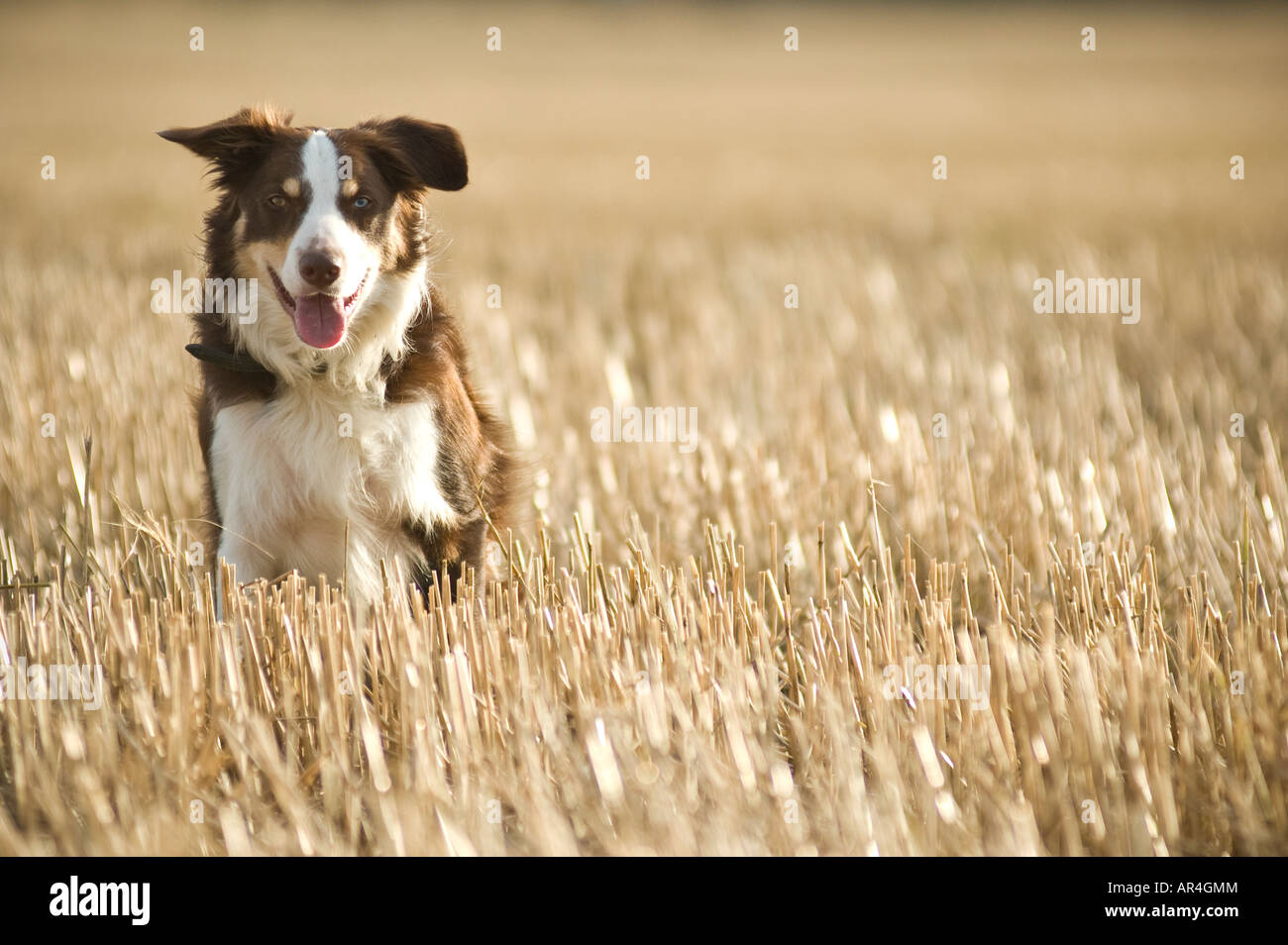 Brown border collie sheep dog in stubble field Stock Photo