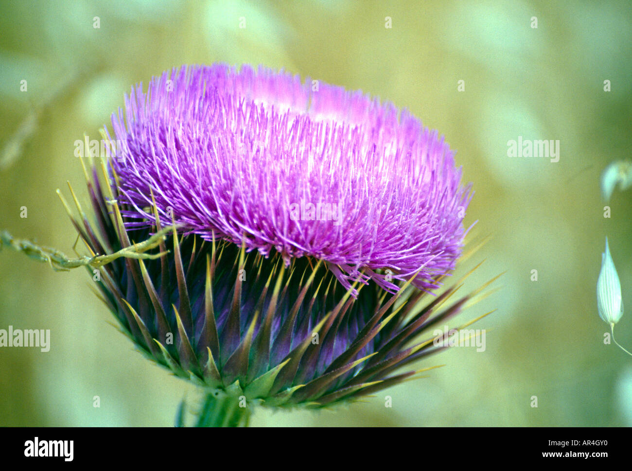 Thorn edged hires stock photography and images Alamy