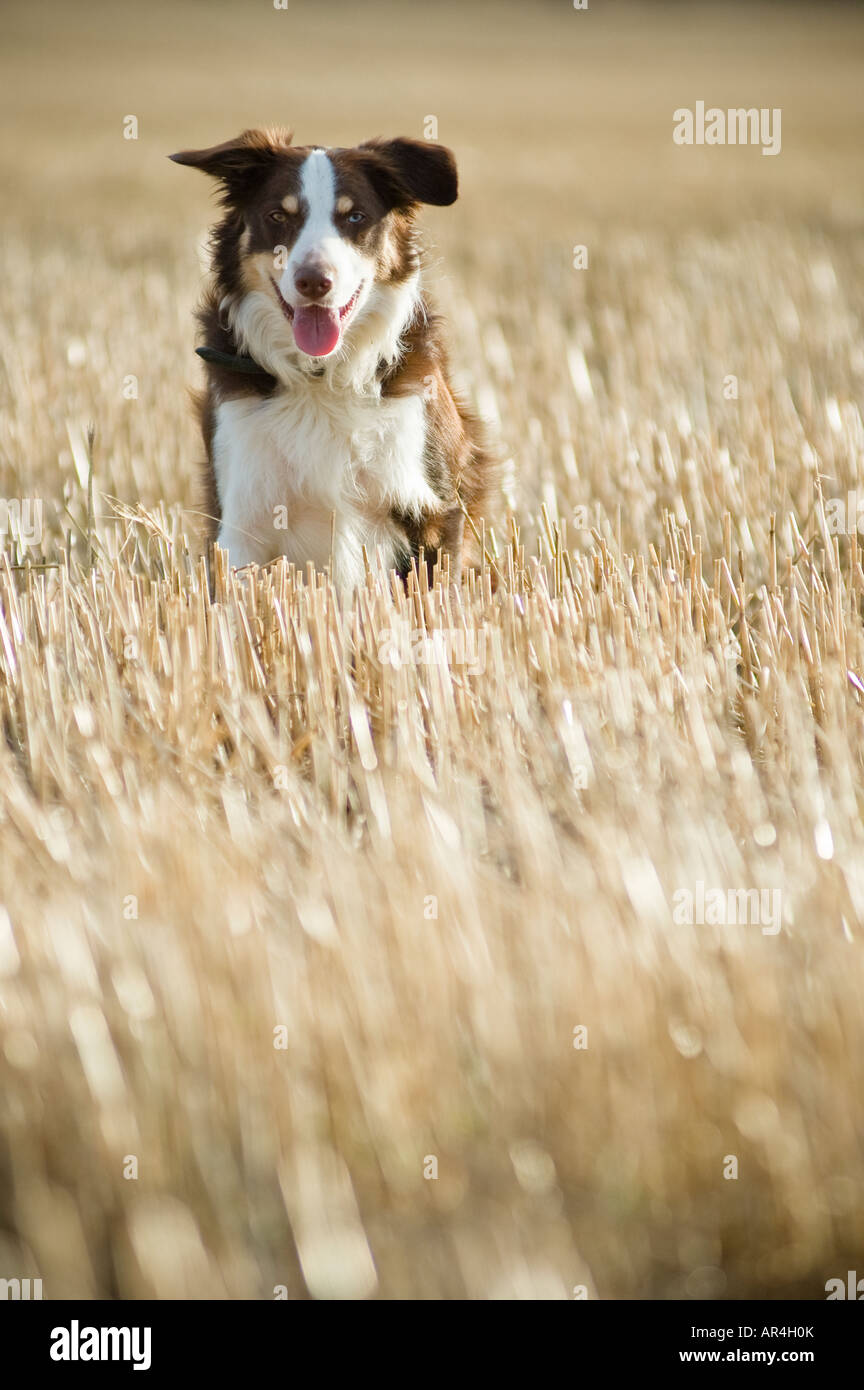 Brown border collie sheep dog in stubble field Stock Photo