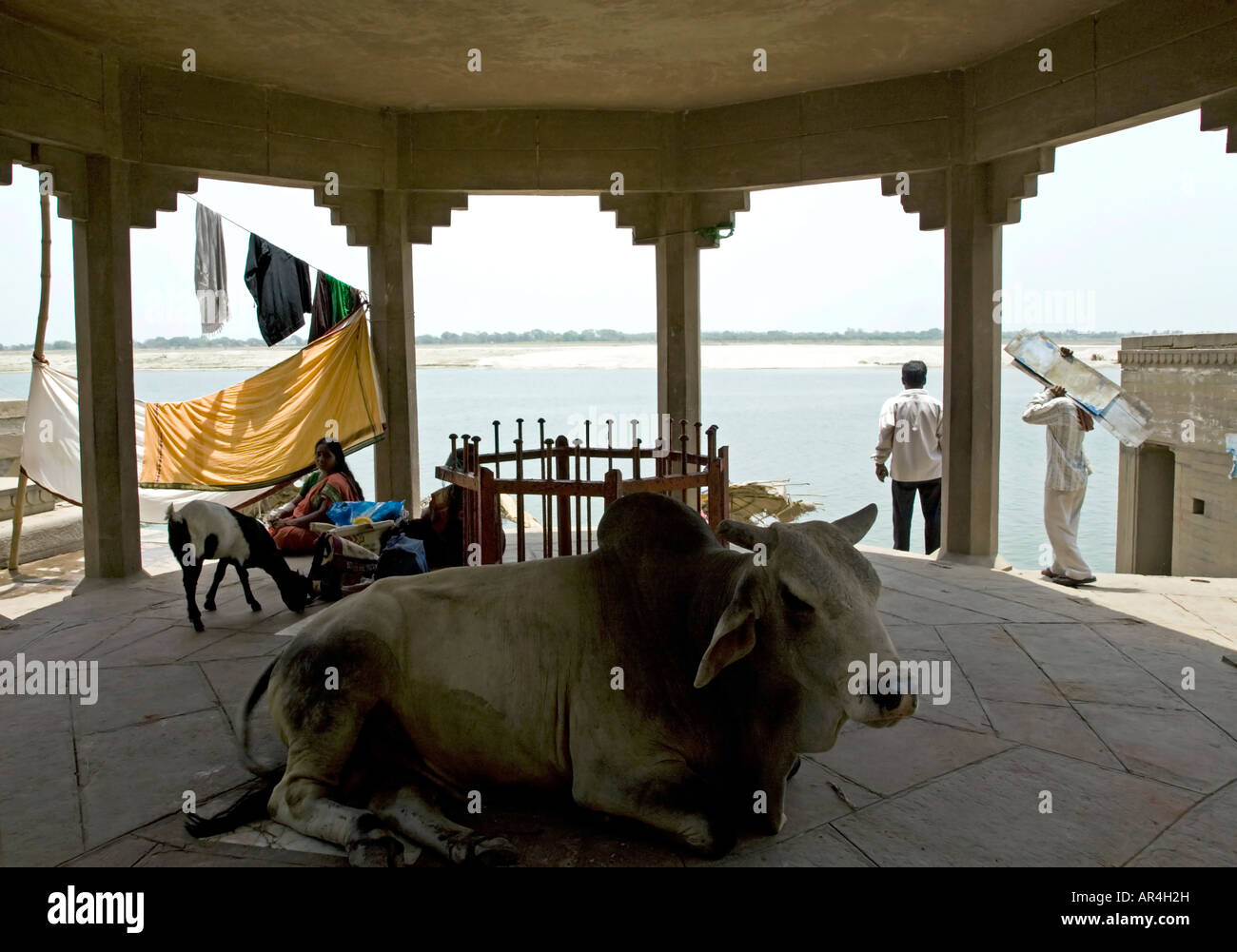 Holy cow. Schindia Ghat. ganges river. Varanasi. India Stock Photo